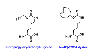 Amino acids tag(氨基酸标记)
