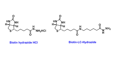 Carbonyl reactivity(生物素-羰基反应)