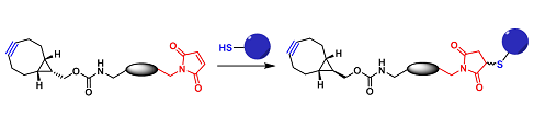 BCN-Thiol Reaction（BCN-巯基反应）