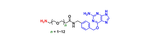 BG(O6-Benzylguanine)