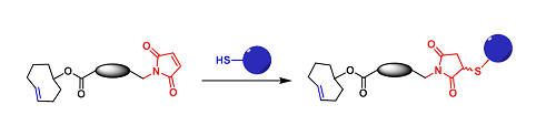 TCO-Thiol Reaction（TCO-巯基反应）