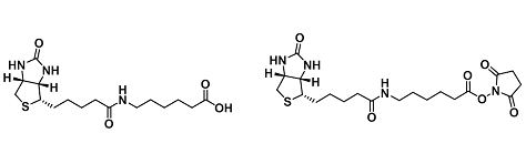 Other Biotin-Amine Reactive (其它生物素-胺反应)