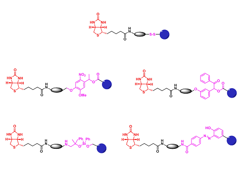 Cleavage Probes-Biotin（可裂解探针-生物素）