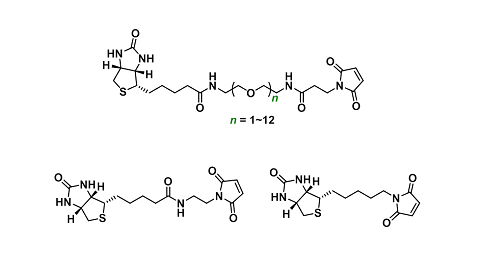 Thiol Reaction（生物素-巯基反应）