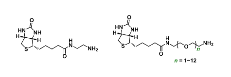 Carboxyl reactivity（生物素-羧基反应）