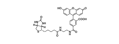 Biotin-fluorescent dyes（生物素-荧光染料）