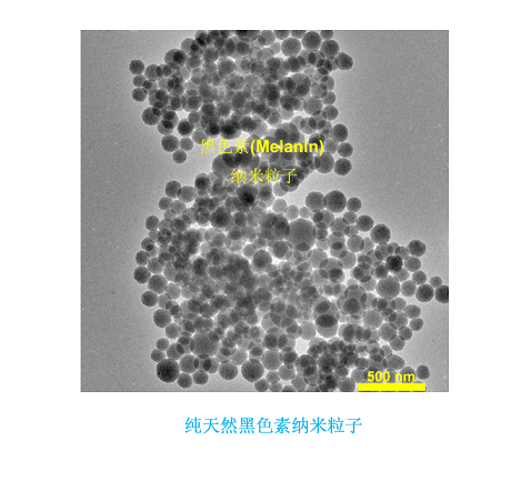 Pure natural melanin nanoparticles（纯天然黑色素纳米粒子）